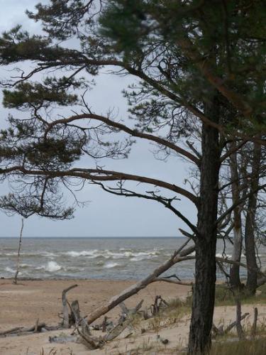 Strandvegetation der Rigaer Bucht (100_0828.JPG) wird geladen. Eindrucksvolle Fotos aus Lettland erwarten Sie.